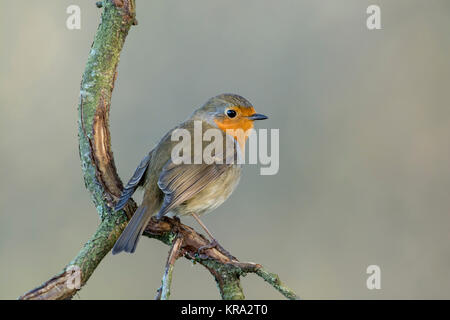 Robin (Erithacus Rubecula) auf einem Zweig gehockt Stockfoto