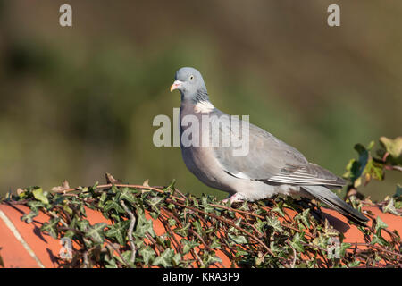 Ringeltaube (Columba palumbus) auf einer mit Efeu bewachsene Wand gehockt Stockfoto