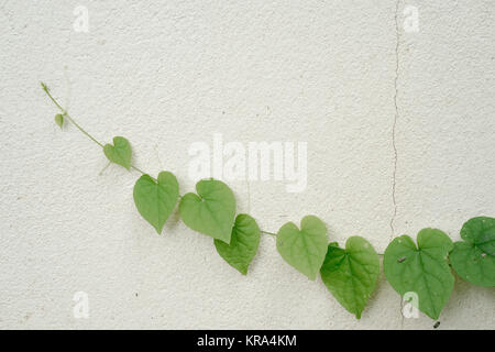 Herzförmige Blätter auf die weiße Wand Stockfoto