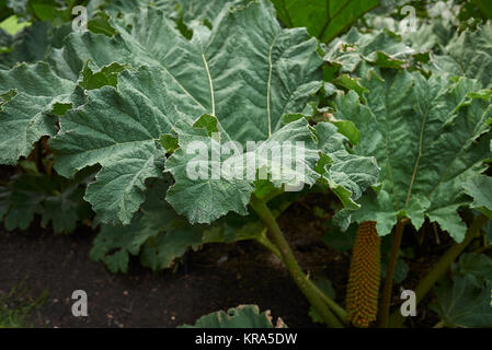 Gunnera tinctoria Stockfoto