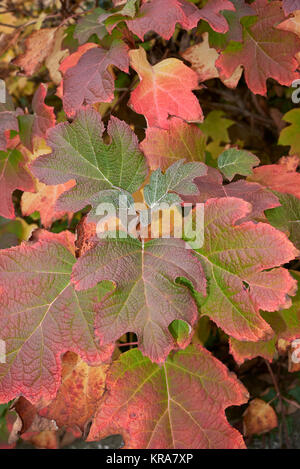 Hydrangea quercifolia Stockfoto