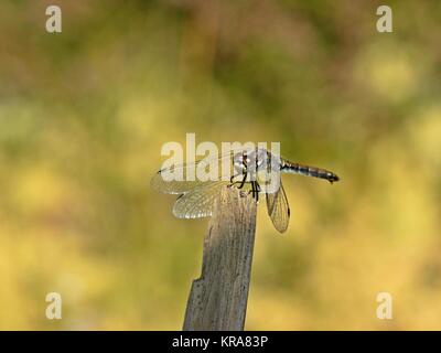 Frau Schwarz darter (sympetrum danae) Stockfoto