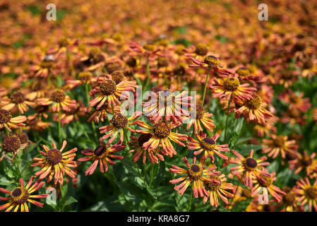 Helenium loysder Wieck Stockfoto