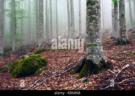 Herbst im Park des Monte Amiata, Toskana Stockfoto