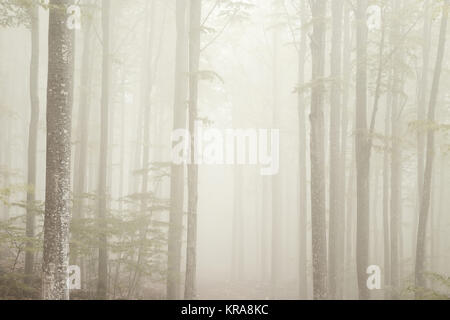 Nebel im Park des Monte Amiata, Toskana Stockfoto