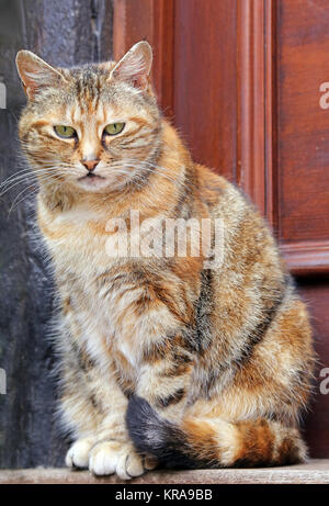 Buntes Haus Katze Tür Stockfoto