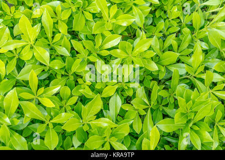 Hintergrund und die Beschaffenheit der schönen grünen Rasen Muster Stockfoto