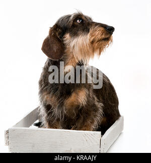 Langhaar Dackel Stockfoto