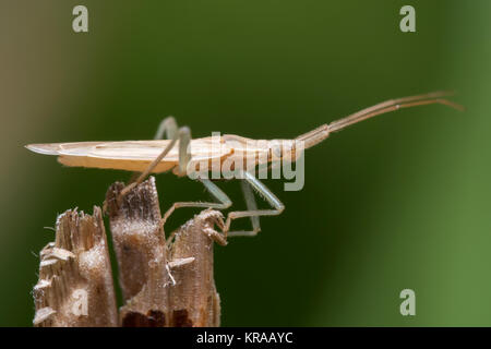 Gras Bug (Stenodema laevigata) auf eine gebrochene Niederlassung in Waldrand thront. Cahir, Tipperary, Irland. Stockfoto