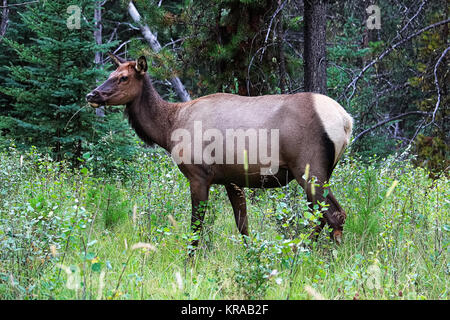 Eine weibliche Elk essen Gras in den Wald. Stockfoto