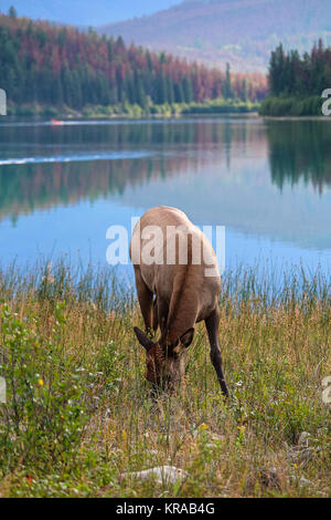 Ein Elch Schürfwunden mit den Rocky Mountains im Hintergrund. Stockfoto