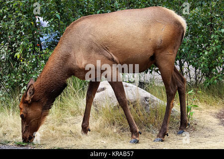 Eine reife weibliche elk Schürfwunden auf Gras. Stockfoto