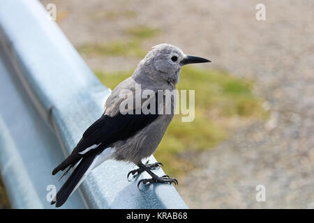 Ein Clark Nussknacker Vogel sitzt auf einem Hindernis Schiene. Stockfoto