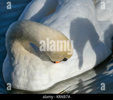 Höckerschwan Cygnus olar Putzen abstrakt mit Kopf Schatten Stockfoto