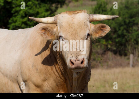 Nahaufnahme auf den Kopf einer Kuh mit Fliegen Stockfoto