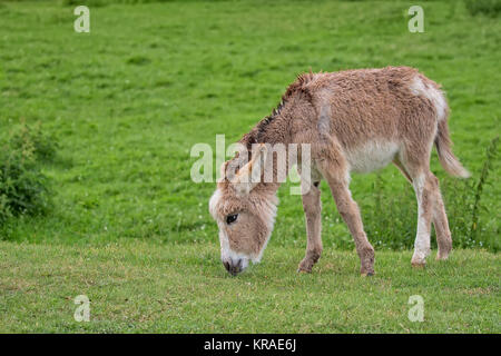 Esel auf einer Lichtung Stockfoto