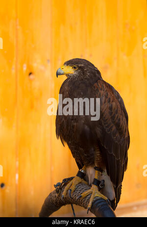 Harris Hawk (Parabuteo Unicinctus) Stockfoto