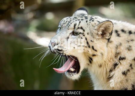 Snow Leopard, Irbis Uncia uncia Stockfoto