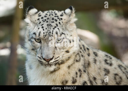 Snow Leopard, Irbis Uncia uncia Stockfoto