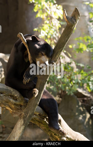 Sun Bear auch als Malaysische Bär bekannt Stockfoto