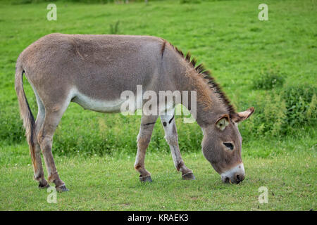 Esel auf einer Lichtung Stockfoto