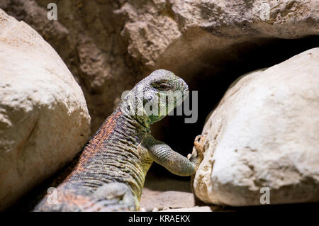 Omanische stacheligen tailed Lizard Stockfoto