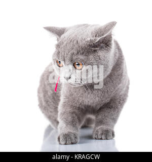 graue Scottish Fold Katze mit rosa Schleife sitzen auf weiß Stockfoto