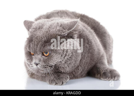 Verärgert große graue Katze British gerade Stockfoto