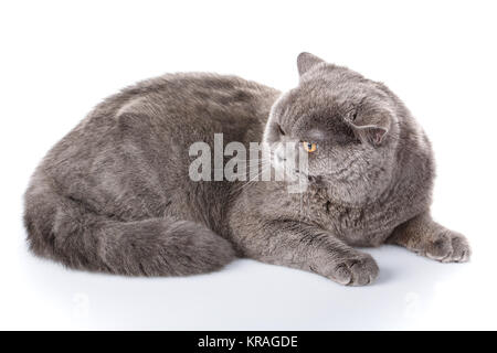 graue Katze britische gerade liegend auf einem weißen Hintergrund Stockfoto