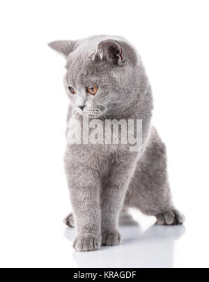 graue Scottish Fold Katze sitzt auf weiß, Begriff der Gnade Stockfoto