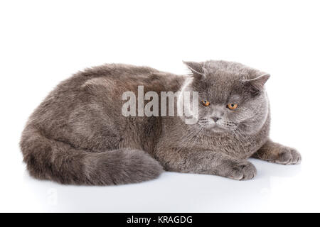 graue Katze britische gerade liegend auf einem weißen Hintergrund Stockfoto