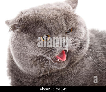 Porträt-graue Katze britische gerade mit gelben Augen auf weiß Stockfoto