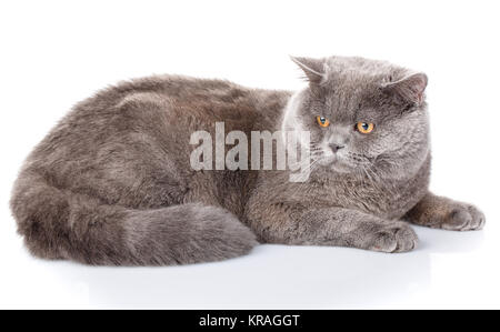 graue Katze britische gerade liegend auf einem weißen Hintergrund Stockfoto