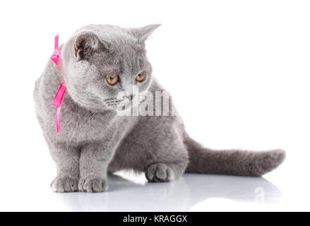 graue Scottish Fold Katze mit rosa Schleife sitzen auf weiß Stockfoto