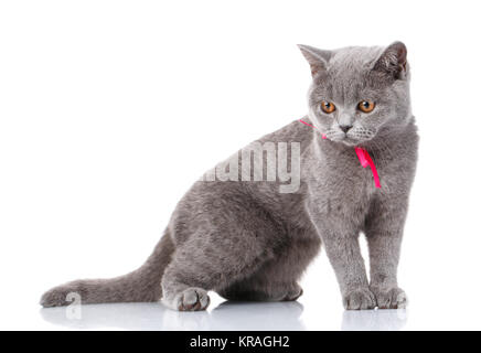 graue Scottish Fold Katze mit rosa Schleife sitzen auf weiß Stockfoto