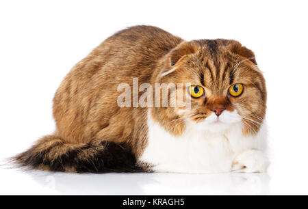 Scottish Fold Katze liegend auf weißem Hintergrund Stockfoto