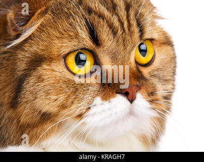 ernsthafte Scottish Fold Katze auf weißem Hintergrund closeup Stockfoto