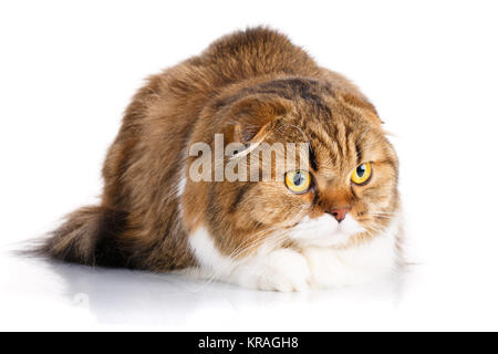 ernsthafte Scottish Fold Katze liegend auf weißem Hintergrund Stockfoto