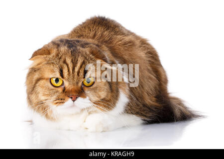 schöne Scottish Fold Katze liegend auf weißem Hintergrund Stockfoto