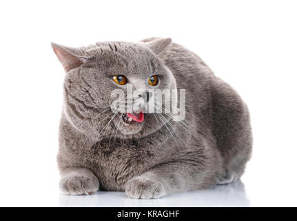 bösen grauen Britisch Kurzhaar Katze mit braunen Augen Stockfoto