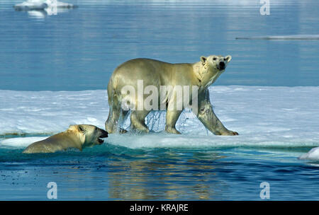 Zwei Eisbären - eine in Wasser, die andere auf dem Eis, Scoresby-sund, Grönland, Sommer 2017 Stockfoto