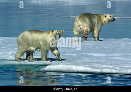 Zwei Eisbären auf Eis, Scoresby-sund, Grönland, Sommer 2017 Stockfoto