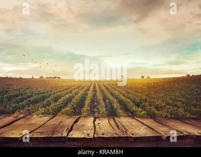 Weinberg im Herbst Stockfoto