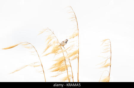 Malerische Vogel Bild, ein Spatz Sitzstangen auf trockenen gold Pampas Gras mit Essen in seinen Mund mit weißen Hintergrund. Stockfoto