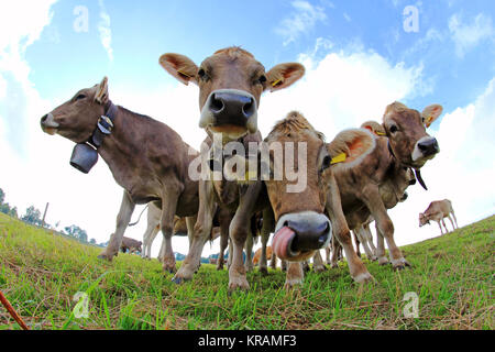 Neugierige junge braune Kühe auf einer Weide in Bayern Stockfoto