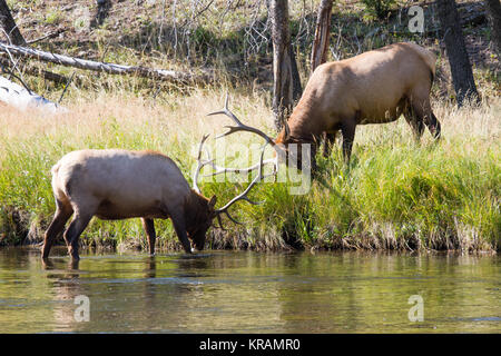 Kämpfende Wapiti Hirsche am Madison River. Kämpfen elk Stiere Madison am Fluss. Stockfoto