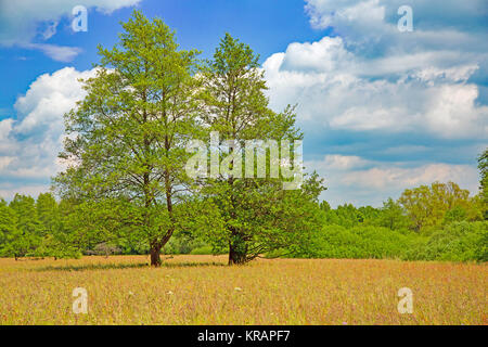 Sie schwarzerlen Bliesgau bei breitfurt Stockfoto