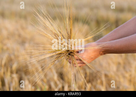 Weizenähren Gerste in der Hand Stockfoto