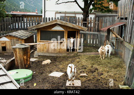 Ziegen und Kaninchen stand auf dem Boden im Käfig im Freien bei Pfunds Dorf am Abend mal in Tirol, Österreich Stockfoto