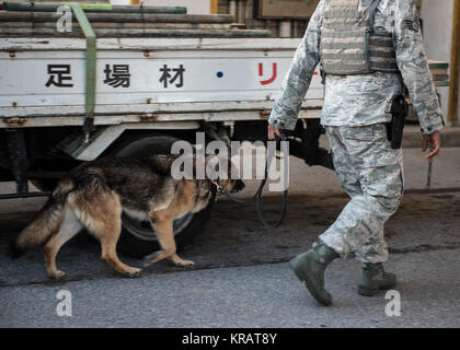 KitKat, 18 Sicherheitskräfte Squadron militärischen Gebrauchshund, führt das eine Suche Fahrzeug mit US Air Force Staff Sgt. David Maestas, 18 SFS Militär Hundeführer Dez. 12, 2017, bei Kadena Air Base, Japan. Militär Hunde sind in der Lage, sich in ihren menschlichen Pendants nicht gewährleisten Kadena ist sicher und sicher. (U.S. Air Force Stockfoto